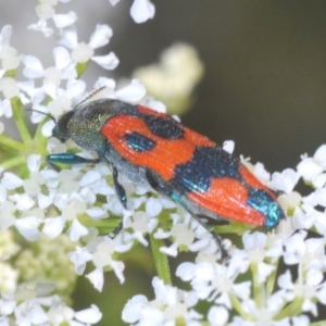 Castiarina delectabilis at Steeple Flat, NSW - 13 Dec 2020