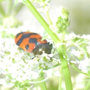 Castiarina delectabilis at Steeple Flat, NSW - 13 Dec 2020