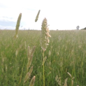 Phalaris aquatica at Franklin, ACT - 10 Dec 2020