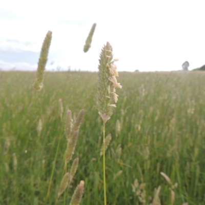 Phalaris aquatica (Phalaris, Australian Canary Grass) at Franklin, ACT - 10 Dec 2020 by michaelb