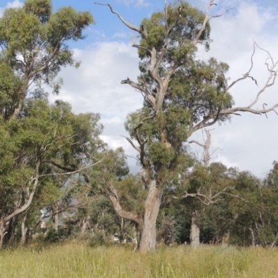 Eucalyptus blakelyi (Blakely's Red Gum) at Budjan Galindji (Franklin Grassland) Reserve - 10 Dec 2020 by michaelb