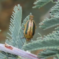 Calomela vittata (Acacia leaf beetle) at Tuggeranong Hill - 12 Dec 2020 by owenh