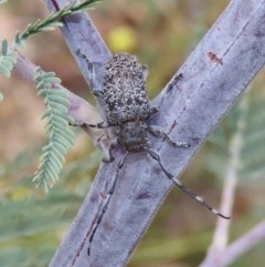 Ancita australis (Longicorn or longhorn beetle) at Theodore, ACT - 14 Dec 2020 by Owen