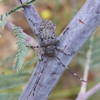 Ancita australis (Longicorn or longhorn beetle) at Tuggeranong Hill - 14 Dec 2020 by owenh