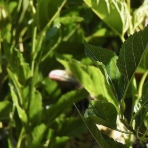 Eudynamys orientalis at Aranda, ACT - 14 Dec 2020