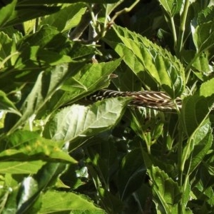 Eudynamys orientalis at Aranda, ACT - 14 Dec 2020