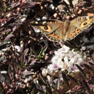 Junonia villida at Aranda, ACT - 14 Dec 2020