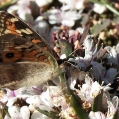 Junonia villida at Aranda, ACT - 14 Dec 2020