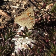 Junonia villida at Aranda, ACT - 14 Dec 2020