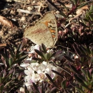 Junonia villida at Aranda, ACT - 14 Dec 2020