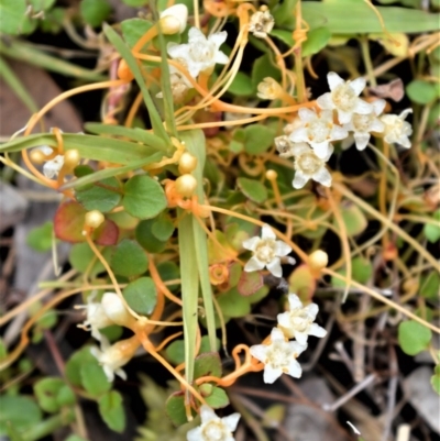 Cuscuta tasmanica (Saltmarsh Dodder) at Jervis Bay, JBT - 14 Dec 2020 by plants