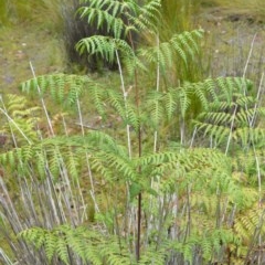 Histiopteris incisa (Bat's-Wing Fern) at Jervis Bay, JBT - 15 Dec 2020 by plants