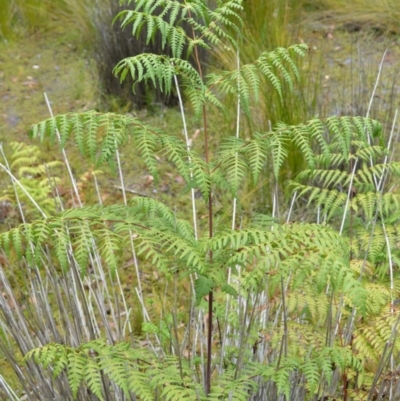 Histiopteris incisa (Bat's-Wing Fern) at Jervis Bay, JBT - 14 Dec 2020 by plants