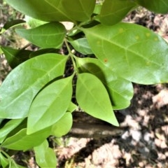 Cyclophyllum longipetalum at Jervis Bay, JBT - 9 Dec 2020 by plants