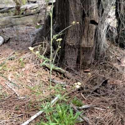 Trachymene composita var. composita at Jervis Bay, JBT - 14 Dec 2020 by plants