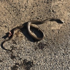 Pseudonaja textilis (Eastern Brown Snake) at Michelago, NSW - 14 Sep 2020 by Illilanga