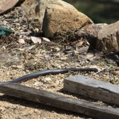 Pseudechis porphyriacus (Red-bellied Black Snake) at Michelago, NSW - 28 Sep 2020 by Illilanga
