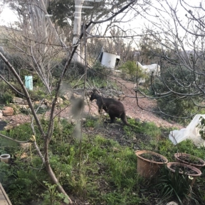 Osphranter robustus (Wallaroo) at Michelago, NSW - 31 Jul 2020 by Illilanga