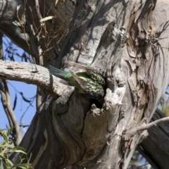 Platycercus eximius (Eastern Rosella) at Michelago, NSW - 8 Dec 2020 by Illilanga