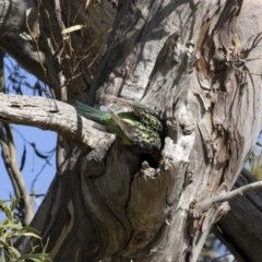 Platycercus eximius (Eastern Rosella) at Illilanga & Baroona - 8 Dec 2020 by Illilanga