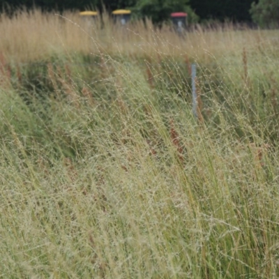 Amphibromus sp. (Swamp Wallaby Grass) at Franklin, ACT - 10 Dec 2020 by michaelb