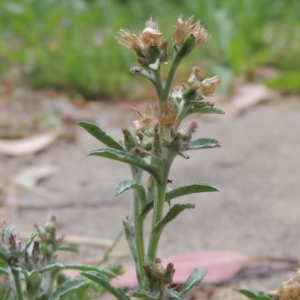 Gamochaeta purpurea at Pollinator-friendly garden Conder - 13 Dec 2020