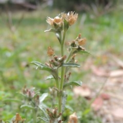 Gamochaeta purpurea at Pollinator-friendly garden Conder - 13 Dec 2020