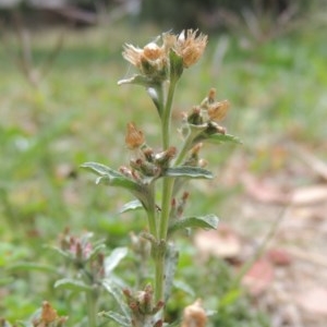 Gamochaeta purpurea at Pollinator-friendly garden Conder - 13 Dec 2020