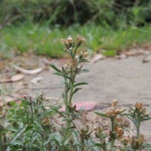 Gamochaeta purpurea at Pollinator-friendly garden Conder - 13 Dec 2020