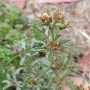 Gamochaeta purpurea at Pollinator-friendly garden Conder - 13 Dec 2020