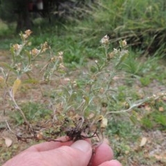 Gamochaeta purpurea at Pollinator-friendly garden Conder - 13 Dec 2020