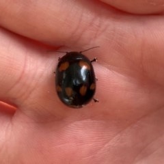 Paropsisterna beata (Blessed Leaf Beetle) at Holt, ACT - 15 Dec 2020 by Eland