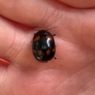 Paropsisterna beata (Blessed Leaf Beetle) at Holt, ACT - 15 Dec 2020 by Eland