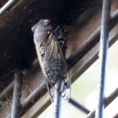 Psaltoda moerens (Redeye cicada) at National Zoo and Aquarium - 14 Dec 2020 by RodDeb