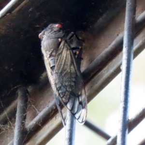 Psaltoda moerens at Molonglo Valley, ACT - 14 Dec 2020