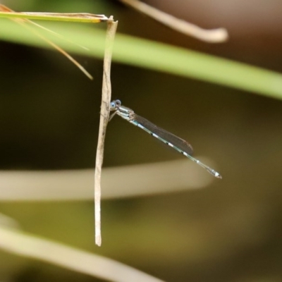 Austrolestes leda (Wandering Ringtail) at National Zoo and Aquarium - 14 Dec 2020 by RodDeb