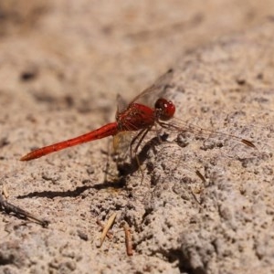 Diplacodes haematodes at Molonglo Valley, ACT - 14 Dec 2020 12:49 PM