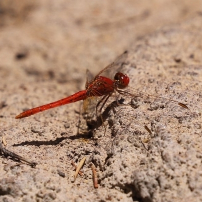 Diplacodes haematodes (Scarlet Percher) at National Zoo and Aquarium - 14 Dec 2020 by RodDeb