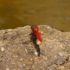 Diplacodes haematodes at Molonglo Valley, ACT - 14 Dec 2020 12:49 PM