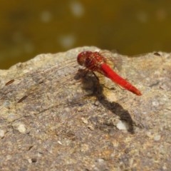 Diplacodes haematodes at Molonglo Valley, ACT - 14 Dec 2020 12:49 PM