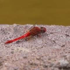 Diplacodes haematodes at Molonglo Valley, ACT - 14 Dec 2020 12:49 PM