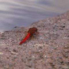 Diplacodes haematodes at Molonglo Valley, ACT - 14 Dec 2020 12:49 PM