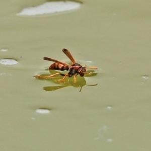 Polistes (Gyrostoma) erythrinus at Molonglo Valley, ACT - 14 Dec 2020