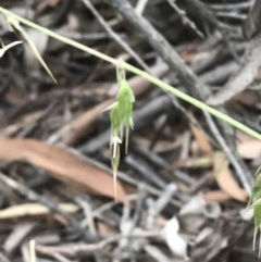 Ehrharta longiflora (Annual Veldt Grass) at Bruce, ACT - 15 Dec 2020 by walter