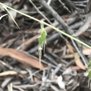 Ehrharta longiflora at Bruce, ACT - 15 Dec 2020