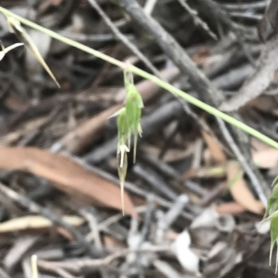 Ehrharta longiflora (Annual Veldt Grass) at Bruce, ACT - 14 Dec 2020 by walter