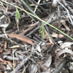 Ehrharta longiflora at Bruce, ACT - 15 Dec 2020 09:23 AM