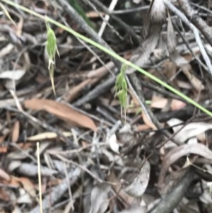 Ehrharta longiflora at Bruce, ACT - 15 Dec 2020 09:23 AM