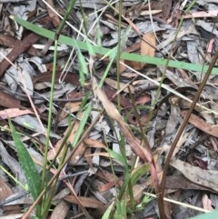 Ehrharta longiflora at Bruce, ACT - 15 Dec 2020