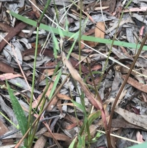 Ehrharta longiflora at Bruce, ACT - 15 Dec 2020